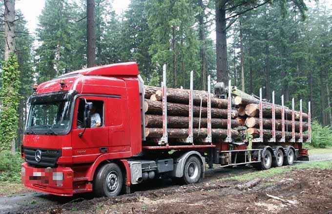Douglas stamhout - onbewerkte stammen per vrachtwagen